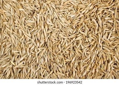 Lawn Grass Seed Background Texture