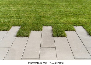 Lawn grass and sidewalk path on the walking area in the garden or park. Landscaping of the lawn and improvement of the territory near the house.