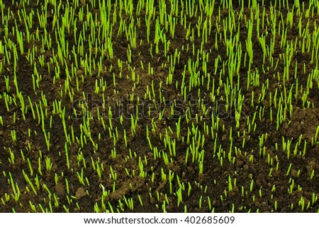 Lawn grass sprouting