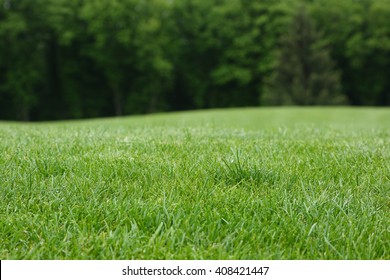 Lawn with green grass. Field of grass and background of line trees at a defocus.
