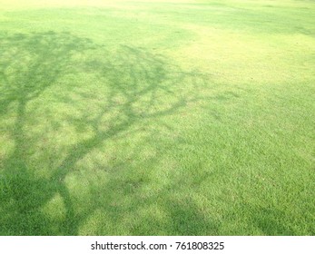 lawn green have shadow big tree are pattern