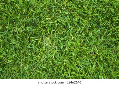lawn from green herb