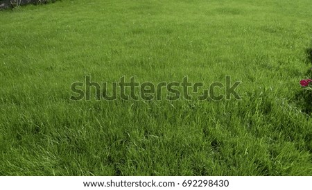 Lawn, green lawn on a bright summer sun, background, wallpaper