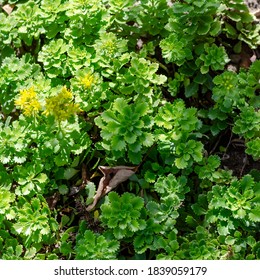 Lawn With Green Stalks And Leaves Of The Plant Sedum Kamchatka. Full Frame Of Colorful Leaves With Carved Edges. View From Above. Decorative Flowers And Plants.