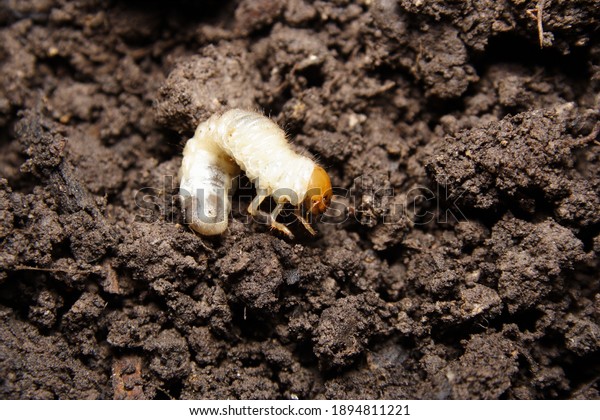 Lawn Grub, Cockchafer\
beetle lavae