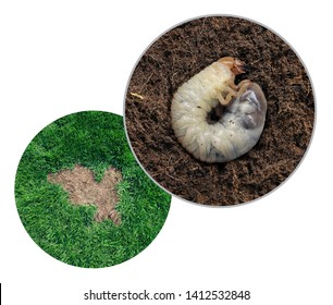 Lawn Grub Damage As Chinch Larva Damaging Grass Roots Causing A Brown Patch Disease In The Turf As A Composite Image Isolated On A White Background.