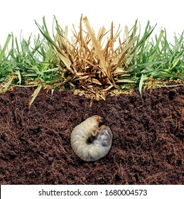 Lawn Grub Damage As Chinch Larva Damaging Grass Roots Causing A Brown Patch Disease In The Turf As A Composite Image Isolated On A White Background As A Composite Image.