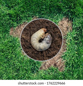 Lawn grub damage as chinch larva damaging grass roots causing a brown patch disease in the turf as a composite image isolated on a white background. - Shutterstock ID 1762229666