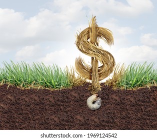Lawn Health cost and grub damage expense as chinch larva damaging grass roots causing a brown patch disease in the turf as a composite image for as a gardening concept. - Shutterstock ID 1969124542