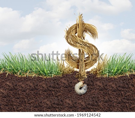 Lawn Health cost and grub damage expense as chinch larva damaging grass roots causing a brown patch disease in the turf as a composite image for as a gardening concept.