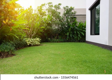 lawn landscaping with green grass turf in garden home - Shutterstock ID 1556474561