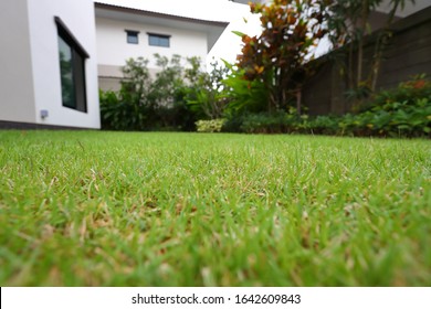 Lawn Landscaping With Green Grass Turf In Garden Home