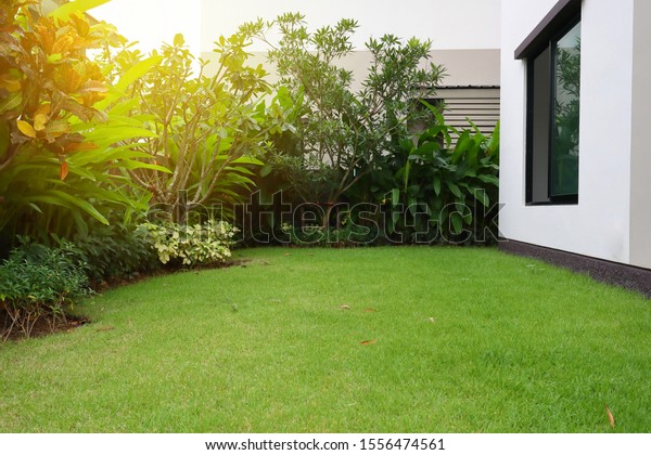 lawn\
landscaping with green grass turf in garden\
home