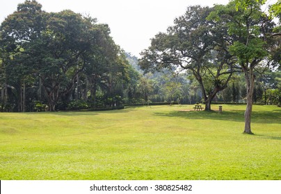 Lawn And Large Trees In The Park