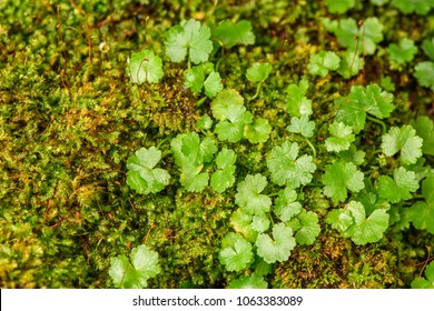 Lawn Marshpennywort' (Hydrocotyle Sibthorpioides) ; An Outstanding A Simple Greenery Leaves, Heart Shape. Leaf Edges Are Scalloped, Broad And Alternate With Soft Hairs. Shallow Lobes Around The Edge.