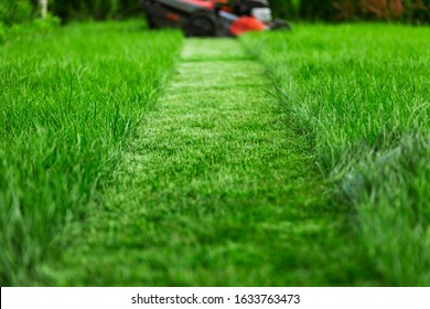 Lawn mower cutting tall green grass in backyard