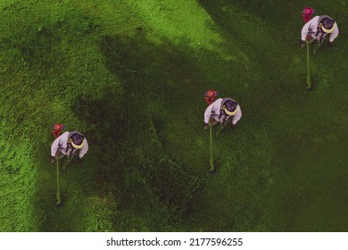 Lawn Mowers Mow The Grass Top View. Mowing The Lawn