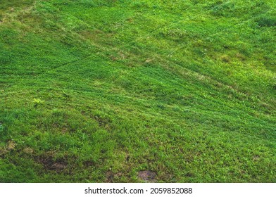 Lawn Overgrown With Grass Background Close Up Nature Outdoors, Top View