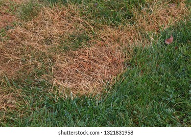 Lawn with a patch of dead grass - Shutterstock ID 1321831958