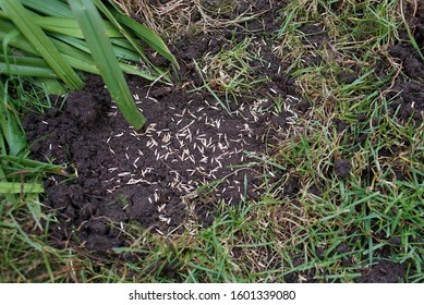 Lawn Regeneration - Sowing New Grass In Place Of The Damaged One