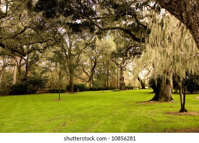 A lawn of rich green grass in the shade of old oak trees draped with spanish moss