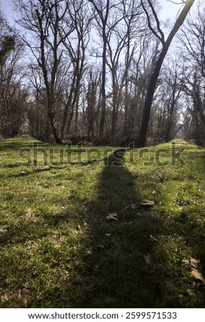 Lawn with splitting paths under arching trees casting shadows on the ground in a park in the countryside