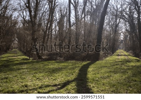 Lawn with splitting paths under arching trees casting shadows on the ground in a park in the countryside