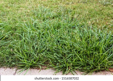 Lawn Taken Over By Crabgrass Weeds.