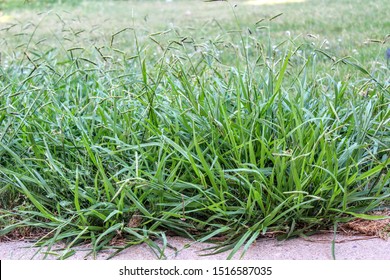 Lawn Taken Over By Crabgrass Weeds. 