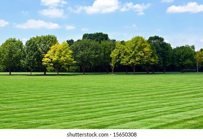 Lawn With Tree Line