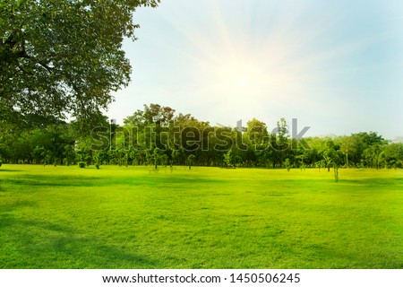 Lawn and trees green background with Beautiful lawn The shadows of the shrub are grassy smooth clean.