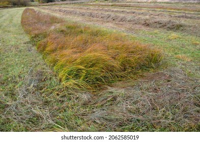 Lawn Uncut In One Half And Regularly Mown To Low Stems In The Other Half. The Mosaic Mowing Of The Meadow Testifies To Insects That Do Not Lose Their Habitats And Eggs Stuck To The Leaves. Hay In Rows