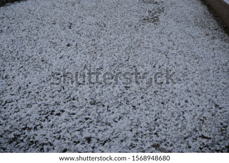 Similar – Image, Stock Photo Traceless Snow Leaf Tree