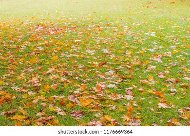 Lawn with wet green grass covered with fallen varicolored maple leaves in autumn cloudy day
 - Powered by Shutterstock