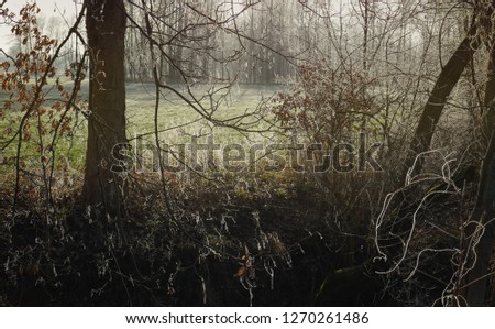 Similar – Image, Stock Photo Old apple tree Tree