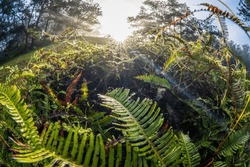 Lawns Full Of Fog And Mist On Top Of Ferns, Early Afternoon Sunlight Through Pine Trees In The Golden Valley Tourist Area Of ​​Da Lat In The Early Morning, Beautiful Light, Wonderful Scenery Of Da 