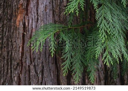 Lawson cypress (Chamaecyparis lawsoniana) evergreen foliage and bark detail 