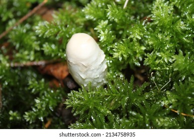 Lawyer's Wig  In The Forest