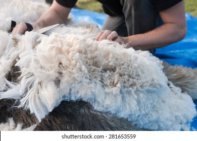 Layer Of Alpaca Fleece Shifted During Shearing