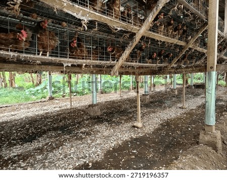 Layer chickens kept in battery cage system inside a poultry farm. Shows egg production industry, animal farming, livestock management, food supply chain, and modern agricultural production environment
