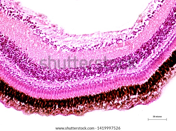 Layer of fish eye structure show as\
histological study under light\
microscope
