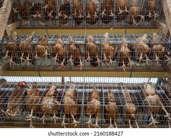 Layer Hen Chickens, Bottom View In Battery Cages 