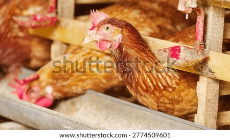 layer hen or egg laying chickens in battery cages on poultry farm feeding animal feed in bali, indonesia, southeast asia, close-up head