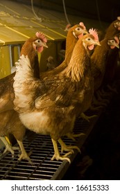 Layer Hen In Stable In Front Of Automatic Laying Nest