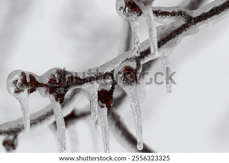 A layer of ice on a branch is patterned in successive shapes