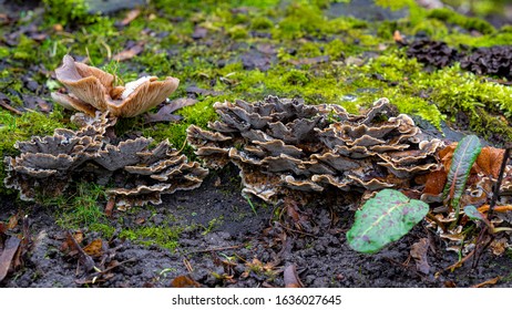 Layered mushrooms on the ground