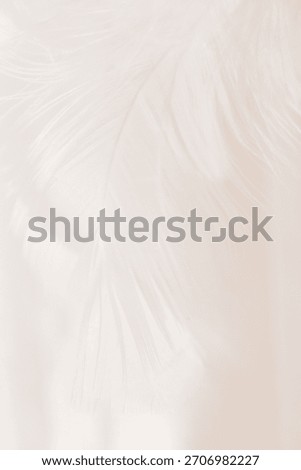 layered white feathers creating soft backdrop, White Feather Pattern Background.