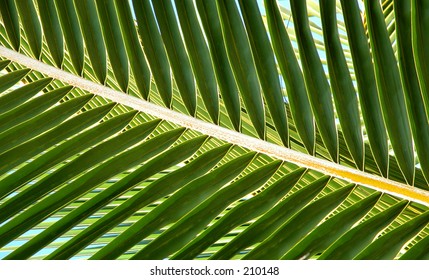 Layering of palm frons creates crossing lines in an abstract patter