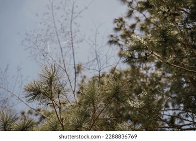 Layers of northern trees in spring time with blue sky in background - Powered by Shutterstock