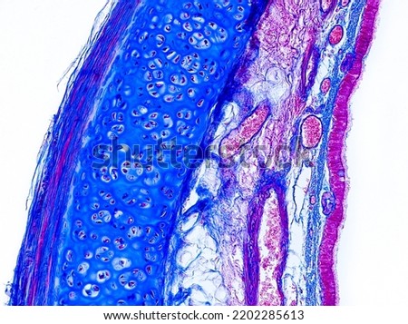 layers of trachea wall under the microscope - optical microscope x200 magnification